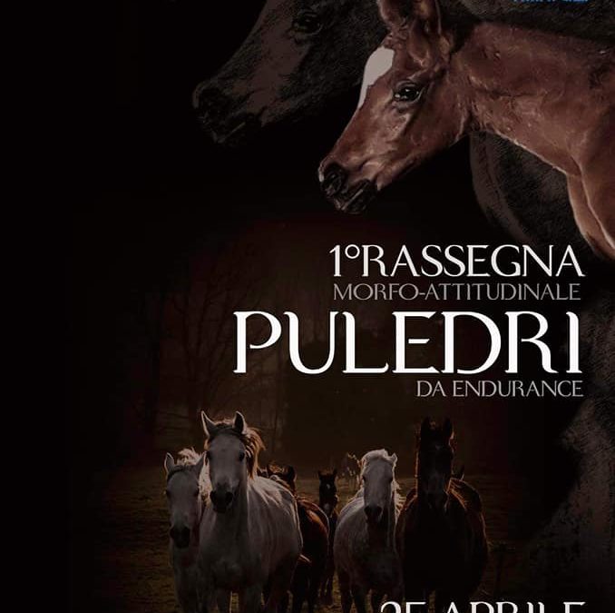 RASSEGNA MORFO-ATTITUDINALE puledri da endurance