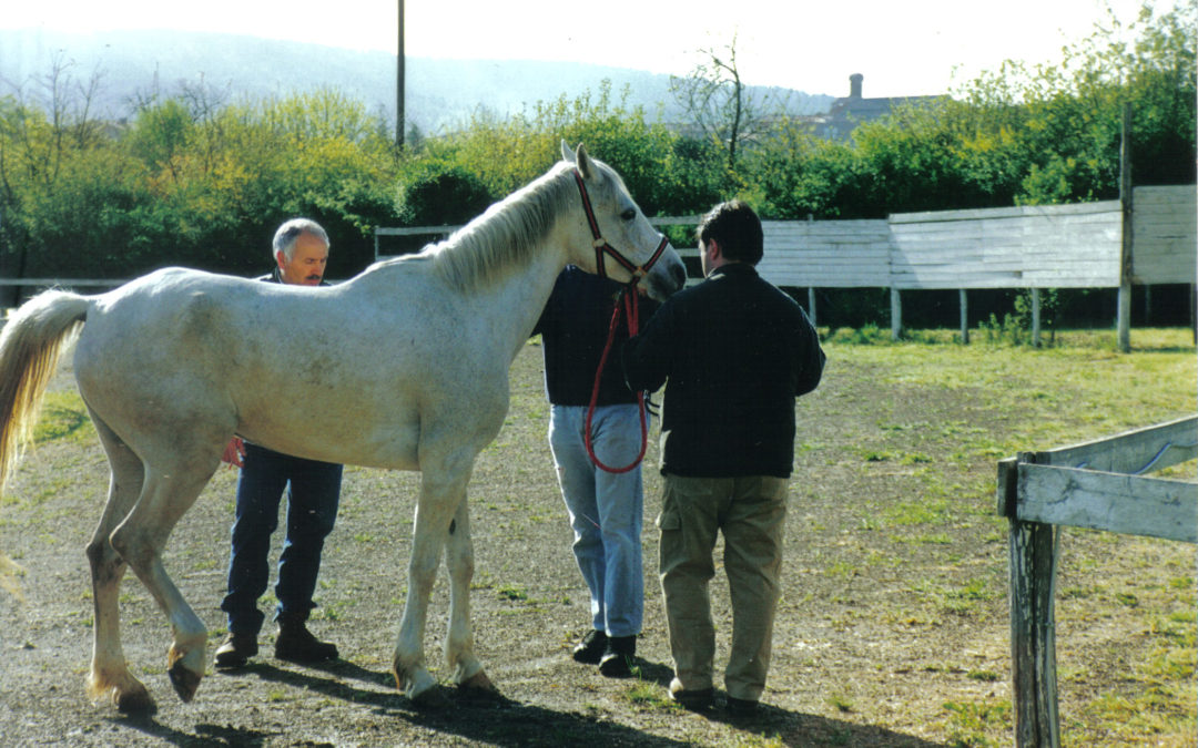 Percorso endurance storico di Monticiano