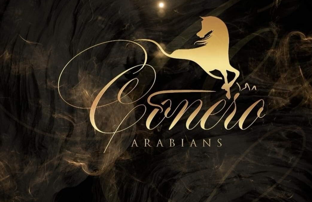 Conero Arabians